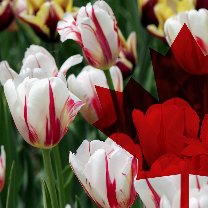 Canada 150 Tulip