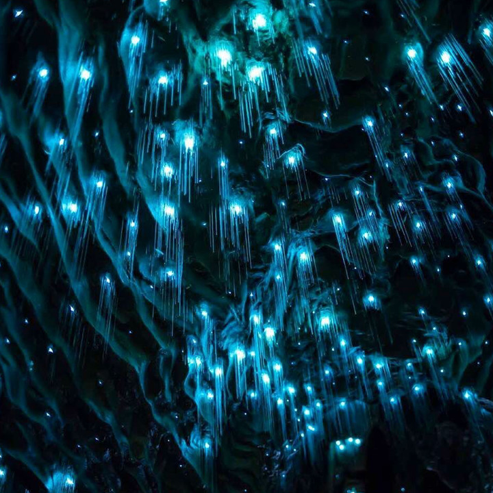 Glowworm Caves
