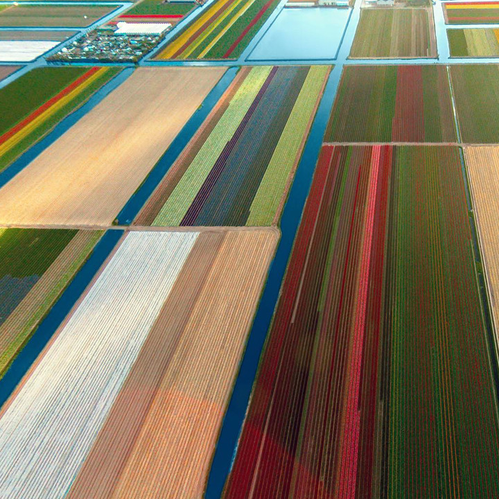 tulip fields