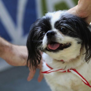 Airport therapy dogs