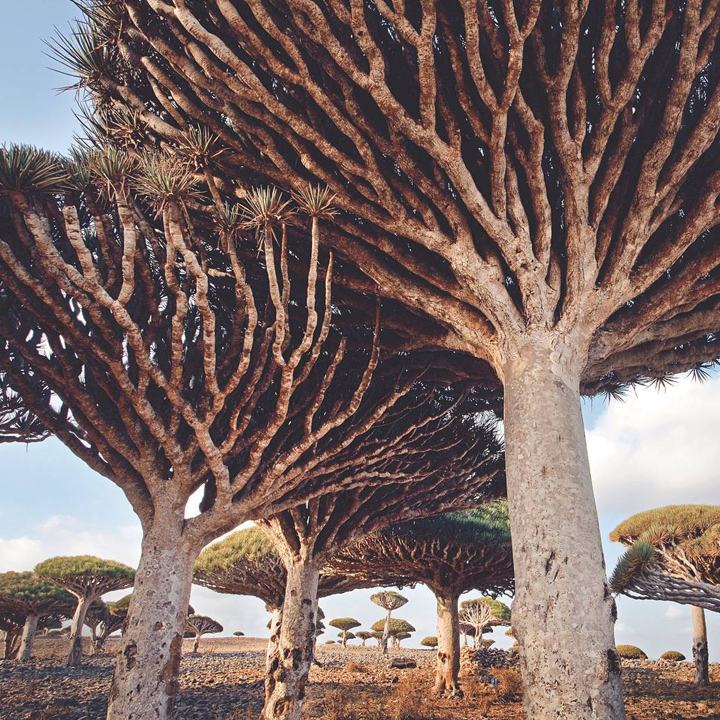 Socotra, Yemen