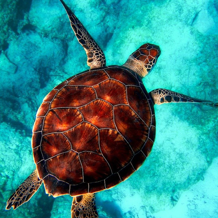 Volunteer Abroad With Sea Turtles! | Journo Travel Journal