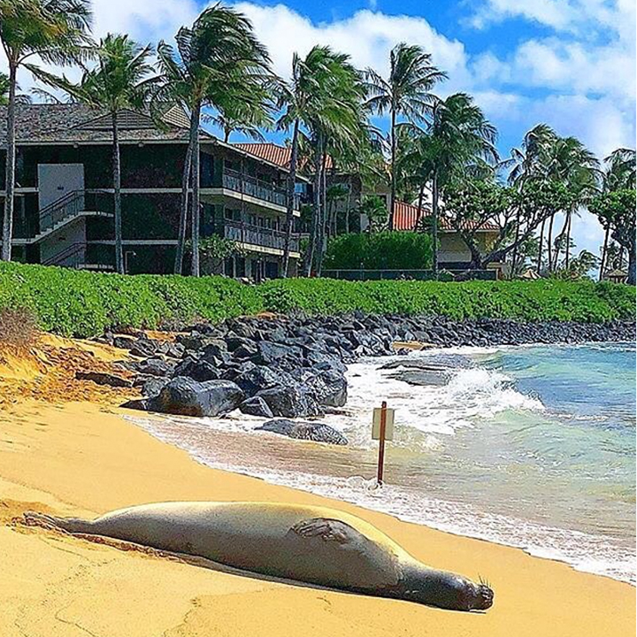 koa kea resort Hawaii