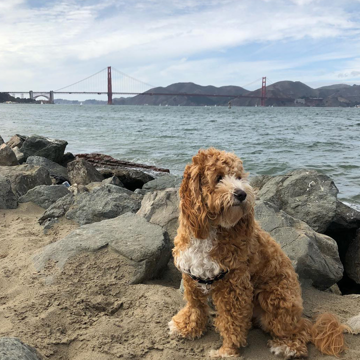 sanfranciscodogs