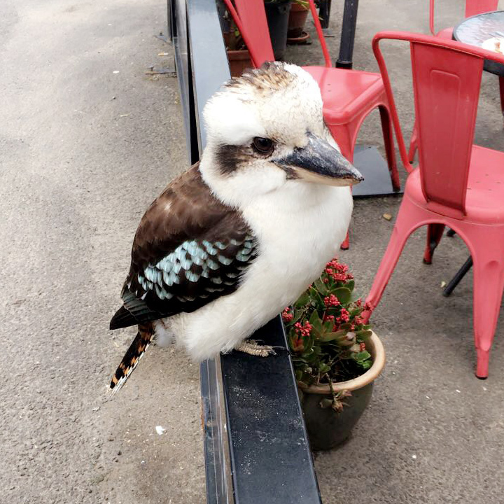 Kookaburra