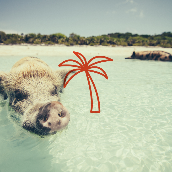 11 Adorable Island Animals to Visit | Journo Travel Journal