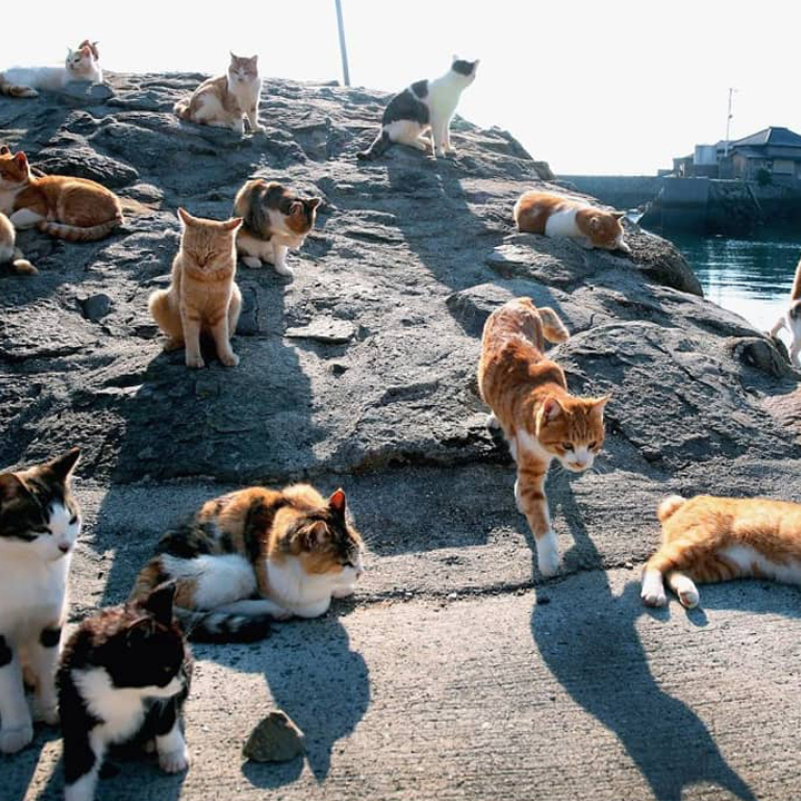 cat island