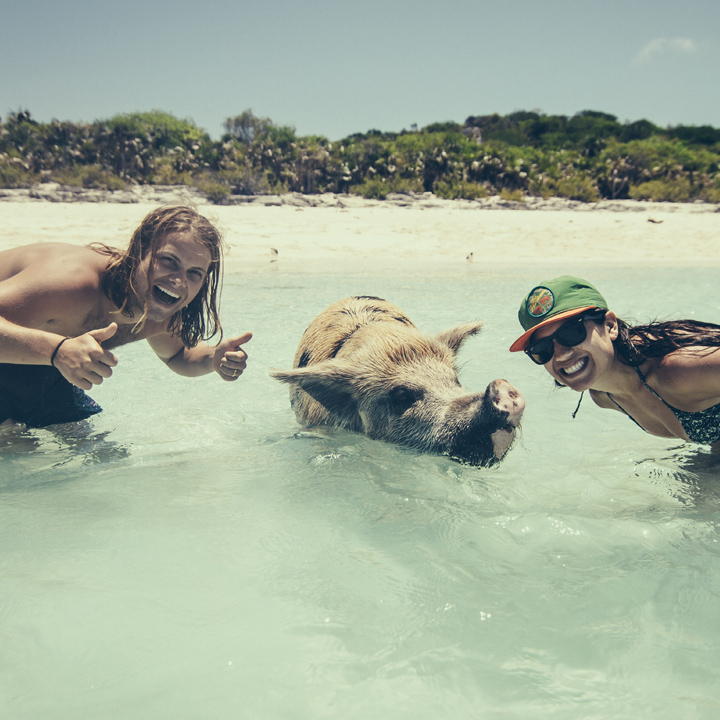 pig island