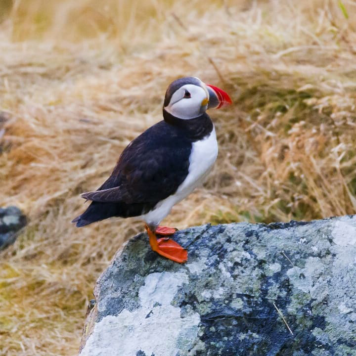 puffin island