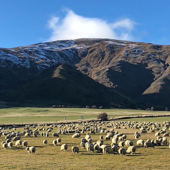 sheep island