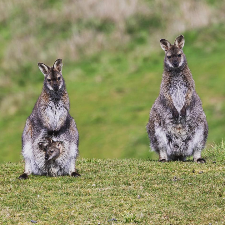 wallabie island