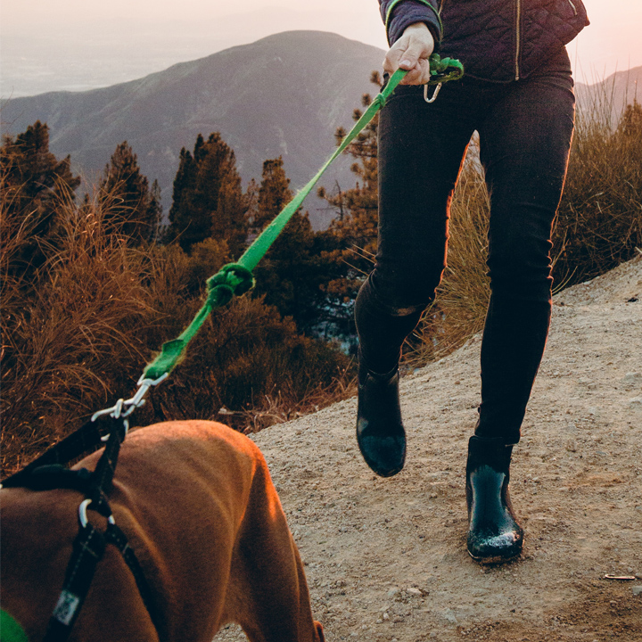 dog walk