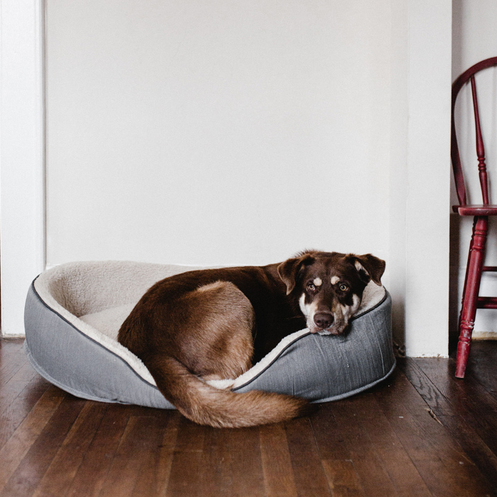 pet bed