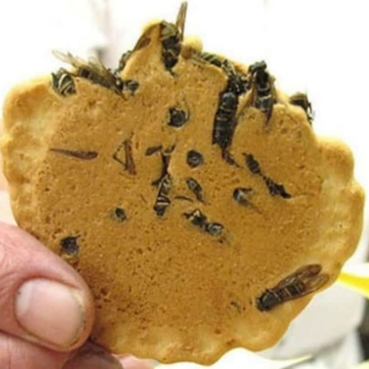 21 Most Exotic & Weird Foods In The World - wasp cracker