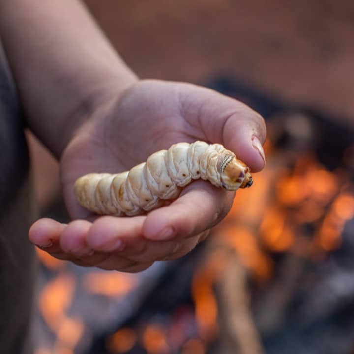 21 Most Exotic & Weird Foods In The World - Witchetty Grub