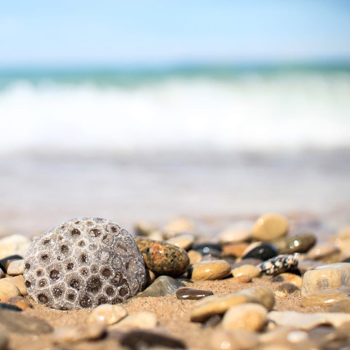 Hunt for seashells and stones