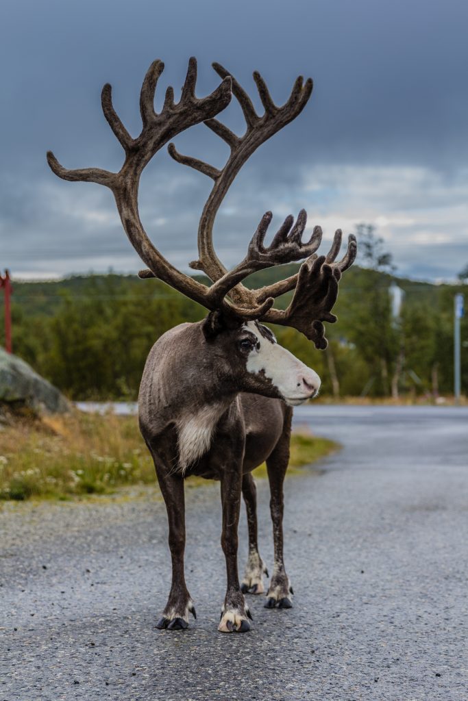 How to Get Around In Finland