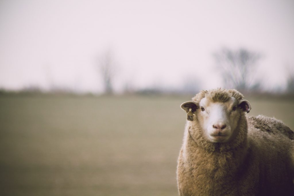 Merino Sheet produce sustainable fibers