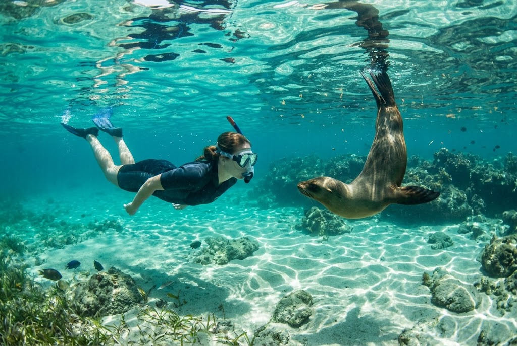 A snorkeler face to face with a young sea lion in clear water in the Galápagos Islands